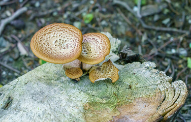 Cerioporus squamosus aka Polyporus squamosus is a basidiomycete bracket fungus, with common names...
