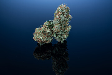Cannabis Flower Macro - Strain: Lilac Diesel