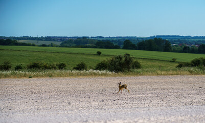 Brown Hare (Lepus europaeus) on the chalklands of Salisbury Plain