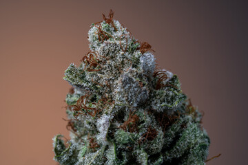 Cannabis Flower Macro - Strain: SG 24k