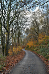 Fototapeta na wymiar a narrow winding narrow lane surrounded by autumn trees and fallen leaves