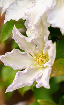 large flowered white clematis 'duchess of edinburgh' in summer bloom