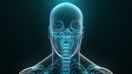 Translucent 3d render skull and humerus on digital surface. Full anatomical scan upper skeleton. Digital reconstruction of artificial intelligence visuals with futuristic design.