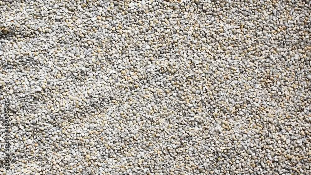 Wall mural Raw broken dried Pearl millet