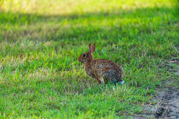 rabbit in the grass