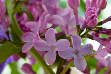 Fototapeta na wymiar Lavender Lilac 01