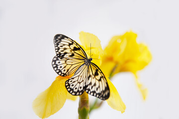 Butterfly-Idea Leuconoe on a yellow iris flower on a light background