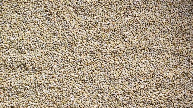 Raw whole dried Brown top millet cereal grains