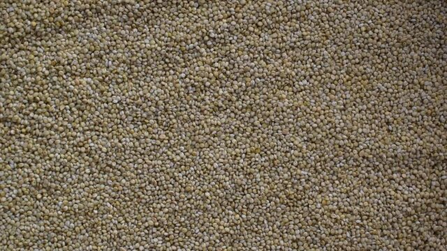 Raw whole dried Brown top millet cereal grains