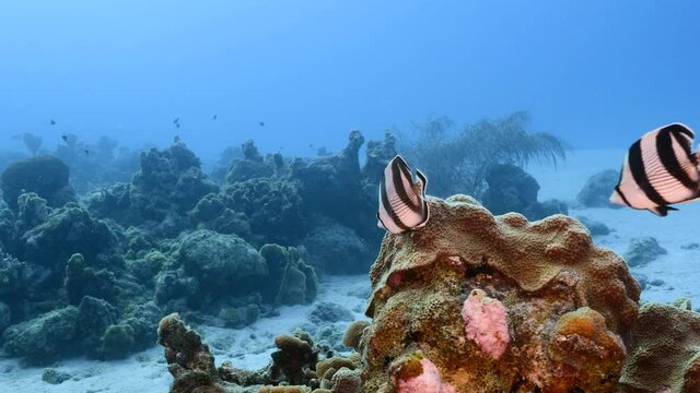 Seascape with Couple of banded Butterflyfish, coral and sponge in coral reef of Caribbean Sea, Curacao