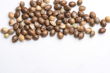 cannabis seeds on white background, close up of hemp seeds for planting agriculture herbal medicine, marijuana seed