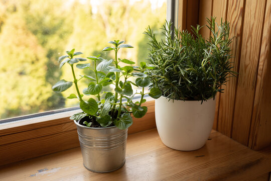 Herbs On Windowsill