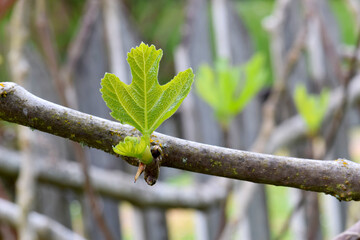 Fig Leaf Stem 04