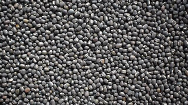 Raw whole dried black Urad beans