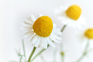 Fototapeta premium White Chamomile flower macro close up 