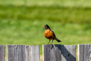 Bird on a fence 