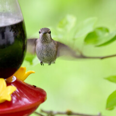 Hummingbird Glance