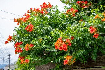 ノウゼンカズラの花