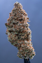 Cannabis Flower Macro - Strain: Dosi 2