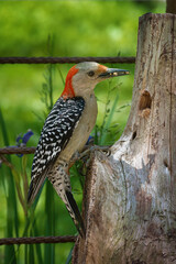 A Redbelly woodpecker is at the mealworm feeder. Log used as a Feeder here in my yard in Windsor in Broome County in Upstate NY