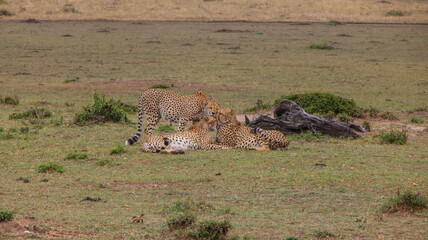 Safari in Kenya.The cheetah is a large cat native to Africa and central Iran.