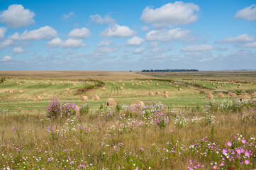 Field with flowes and haystacks