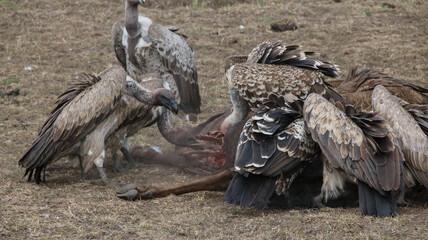 The white-backed vulture is an Old World vulture in the family Accipitridae, which also includes eagles, kites, buzzards and hawks.