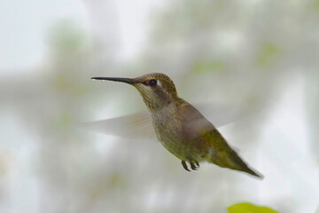 Fototapeta na wymiar Dark Hummingbird 06