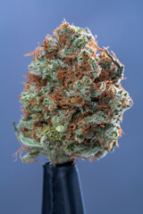 Cannabis Flower Macro - Strain: Clementine