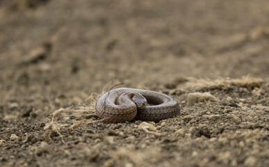 snake