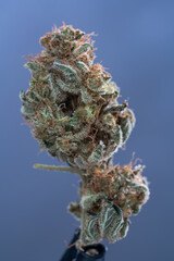 Cannabis Flower Macro - Strain: Colorado Clementine