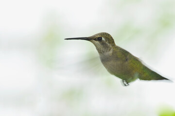 Fototapeta na wymiar Anna's Hummingbird Profile 07