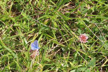 Papillon argus bleu