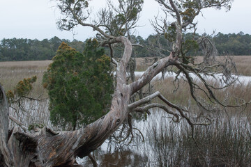 Red Cedar tree at the edge of a marsh