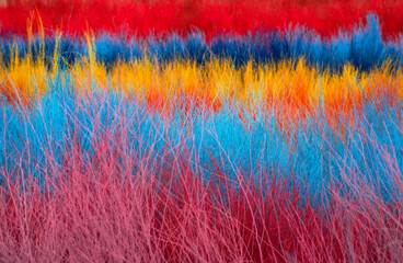 colorful dry branches. colorful background