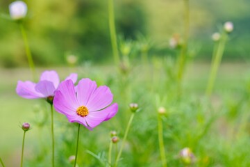 花のクローズアップ