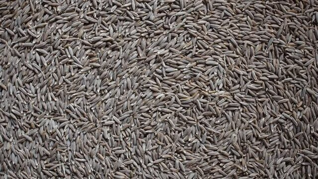 Raw whole dried Cumin seeds
