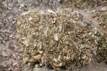 Ruins of a tabby wall outdoors