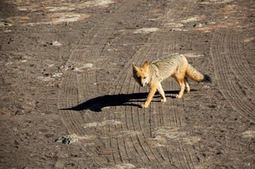 A gray fox