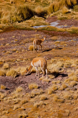 two vicuñas grazing in atacama.