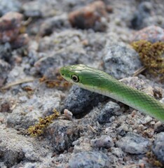Green snake