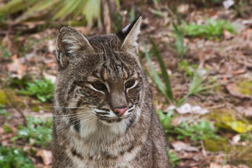 Lynx outdoors on the ground,