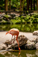 PHoto of a pink flamingo drinking water fromt a pond