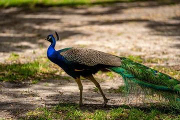 Deurstickers PHoto of a peacock bird © Felix Mizioznikov