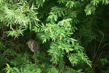 茂みに隠れるホシゴイ