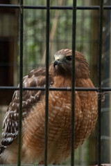 a red tailed hawk in a cage