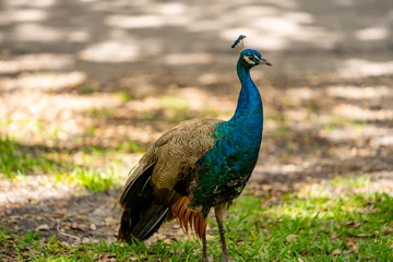 Deurstickers PHoto of a peacock bird © Felix Mizioznikov