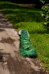 Obraz premium Rear view of a peacock walking away colorful feather tail