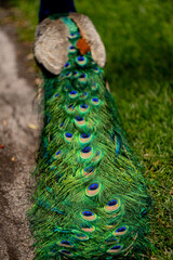 Fototapeta premium Peacock bird colorful feather tail