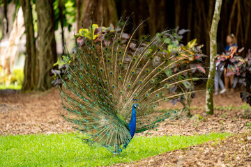 Obraz premium Peacock with tail feathers fully open mating show